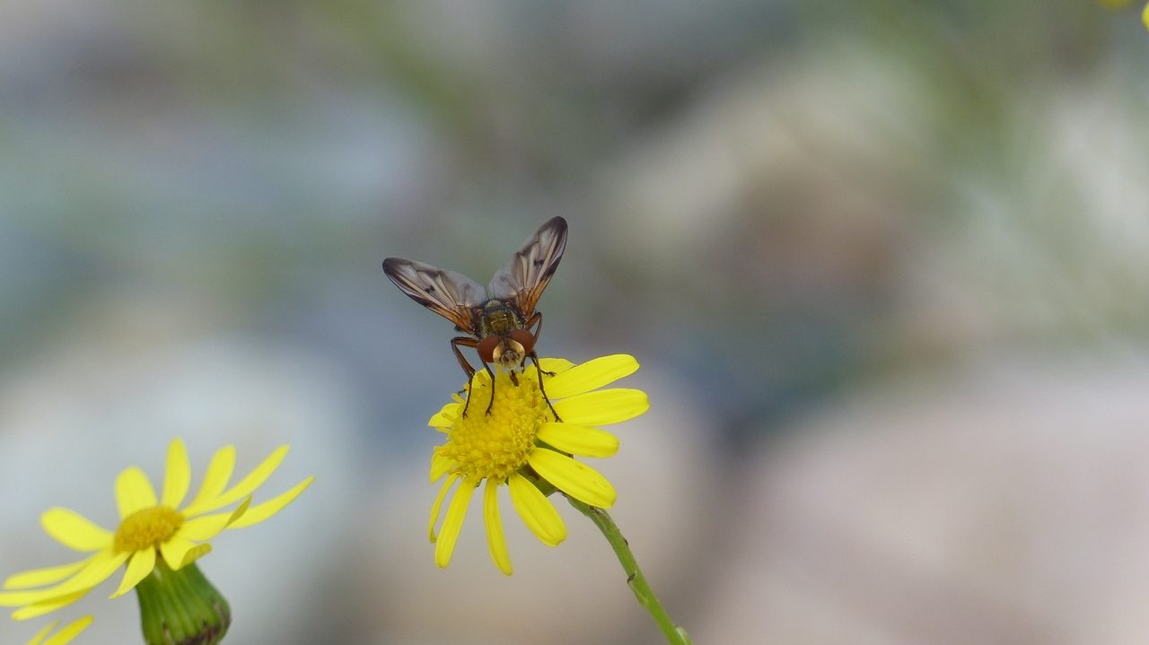 Tachinidae:  Ectophasia crassipennis, maschio